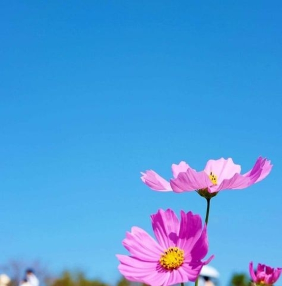 Meet your Posher, Kibria - Picture 1 of 1